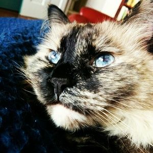 Meet your Posher, Allison